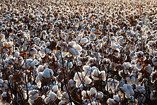 棉花,丰收,日出,英格兰,阿肯色州,美国