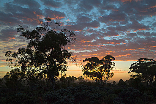 橡胶树,桉树,多,日落,朴素,西澳大利亚州,澳大利亚