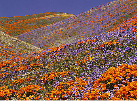 野花,羚羊谷,加利福尼亚,美国