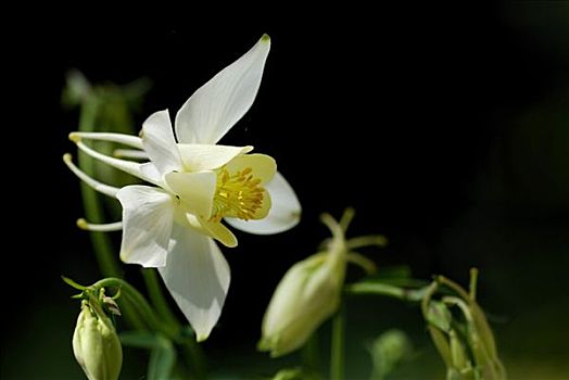 耧斗菜,毛莨科,花,正面,深色背景,巴伐利亚,德国,欧洲