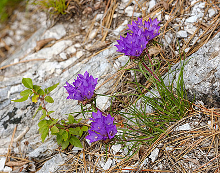 花,岩石上,国家公园,阿尔巴尼亚,阿尔卑斯山,欧洲
