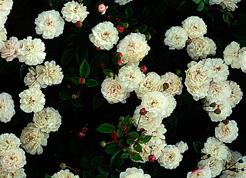 特写,粉红玫瑰,灌木,别墅花园,斯坦福德郡,英国