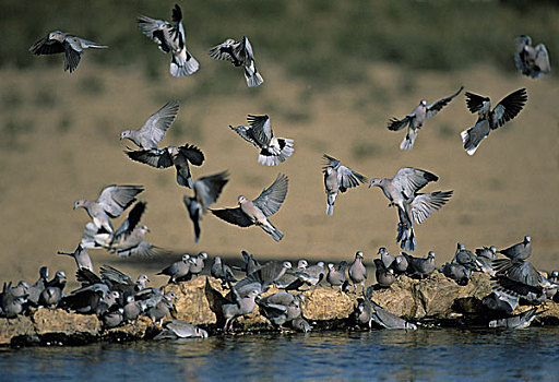 斑鸠,鸽子,成群,水潭,卡拉哈迪大羚羊国家公园,卡拉哈里沙漠,北开普,南非,非洲