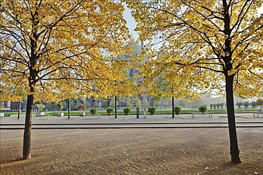 秋天,树,正面,柏林大教堂,公园,柏林,德国,欧洲