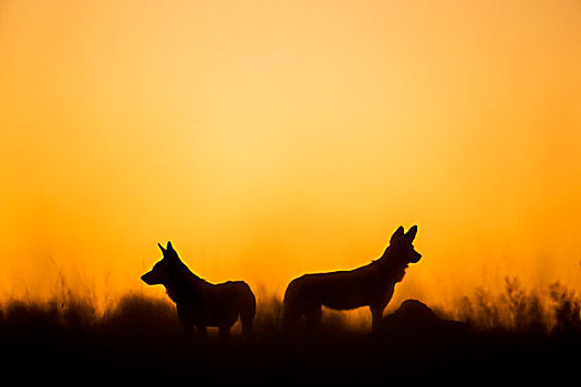 非洲,博茨瓦纳,莫雷米禁猎区,两个,野狗,非洲野犬属,站立,剪影,高草,奥卡万戈三角洲,黎明