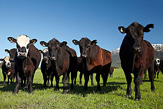 母牛,靠近,山脉,马尔伯勒,南岛,新西兰