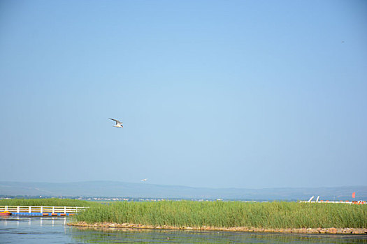 岱海芦苇荡