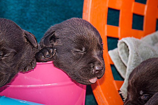 睡觉,拉布拉多犬,小狗,桶,加利福尼亚