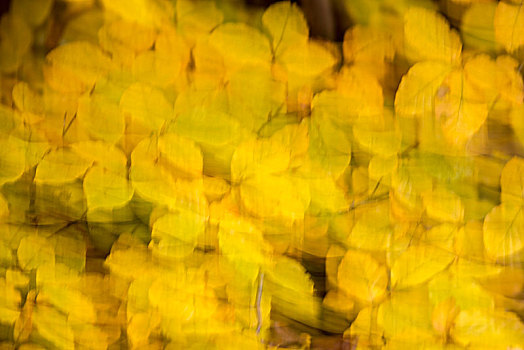 秋天,黄色,山毛榉,叶子,德国,欧洲