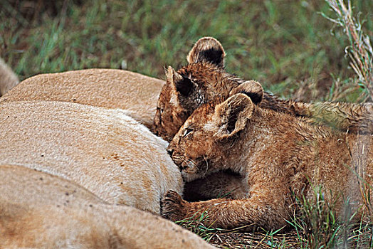 幼狮,哺乳,非洲