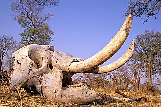 非洲,博茨瓦纳,奥卡万戈三角洲,非洲象,头骨