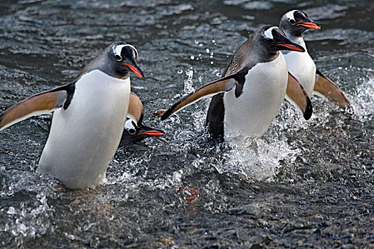 巴布亚企鹅,水,湾,南乔治亚,南极