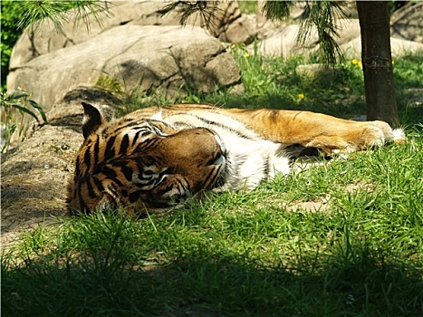 放松,虎