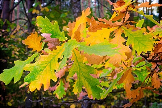 秋天,木头,橡树,枝条,黄叶