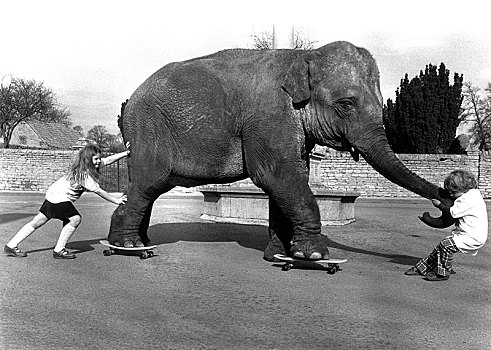 两个女孩,帮助,大象,滑板,英格兰,英国