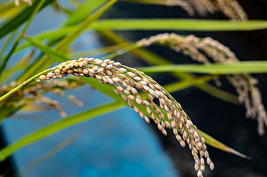 秋季成熟的稻穗