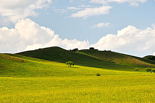 草原,乌兰布统