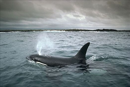 逆戟鲸,沿岸水域,寻找,黄貂鱼,圣克鲁斯岛,加拉帕戈斯群岛,厄瓜多尔