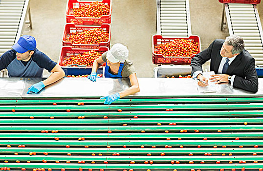 工人,处理,西红柿,食品加工厂