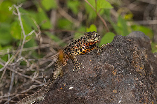 加拉帕戈斯群岛陆地蜥蜴