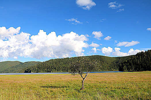 香格里拉大草原