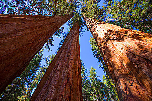 美洲杉,加利福尼亚,仰视,小树林,优胜美地,美国