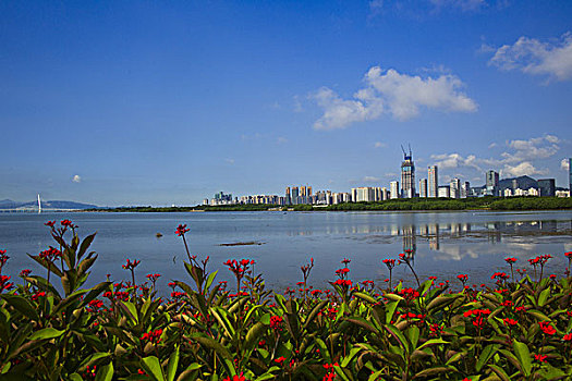 深圳湾风景