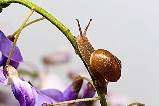 紫藤上的蜗牛