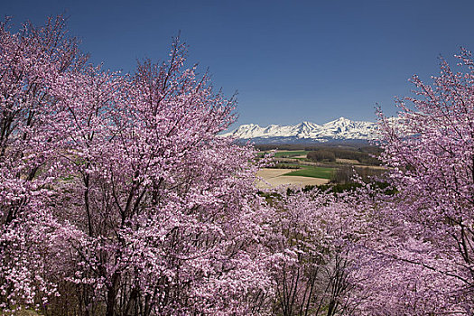 樱花,十胜岳山