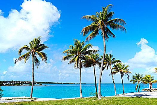 佛罗里达礁岛群,棕榈树,晴天,佛罗里达,美国