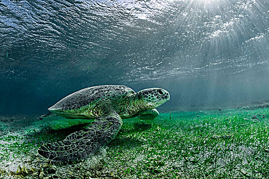 绿海龟,龟类,印度洋,马约特,非洲