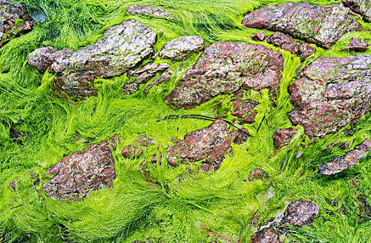刘易斯岛,湾,海藻,北极,海洋,苔藓,红岩,苏格兰,六月,大幅,尺寸