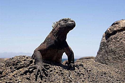 特写,海鬣蜥,石头,西班牙岛,加拉帕戈斯群岛,厄瓜多尔