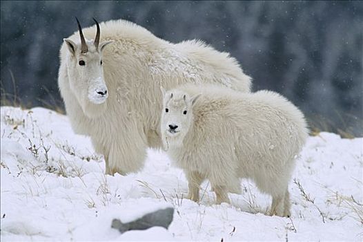 石山羊,雪羊,成年,雪中,落基山脉,北美