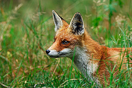 红狐,狐属,费吕沃,国家公园,格尔德兰,荷兰