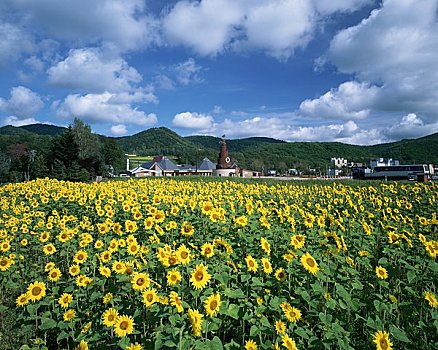 道路,车站,山果