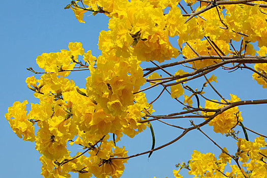 台湾春天的花季里漂亮的行道树是盛开的黄花风铃木