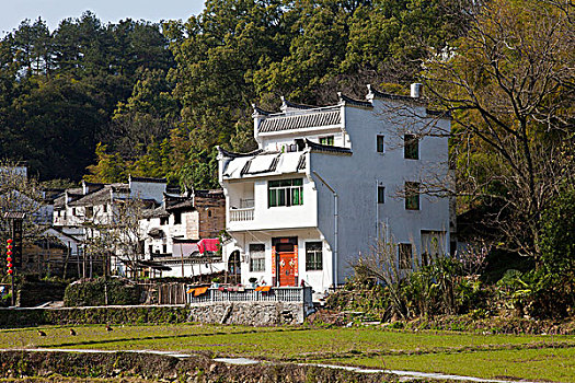 江西婺源,晓起,油菜花,徽派建筑,民居