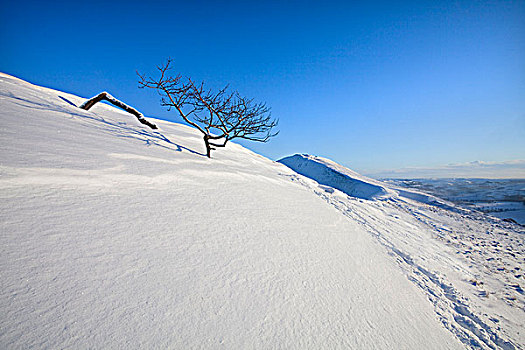 英格兰,德贝郡,边缘,倚靠,树,跟随,重,下雪,峰区国家公园