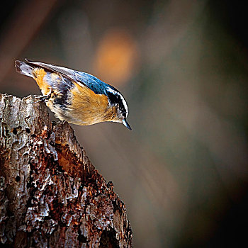 小鸟,金色,蓝色,羽毛,站立,树桩,艾伯塔省,加拿大