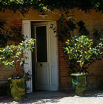 柠檬树,赤陶,坛罐,门,法国,农舍