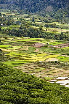 俯视,稻米梯田,茶园,苏门答腊岛,印度尼西亚