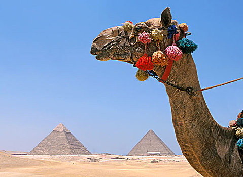 骆驼,上方,基奥普斯,卡夫拉,金字塔,吉萨,埃及