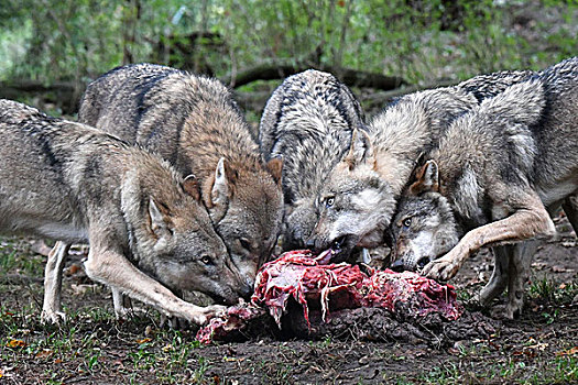 狼,捕食,吃