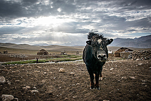 牦牛,遥远,住宅区,走廊,阿富汗