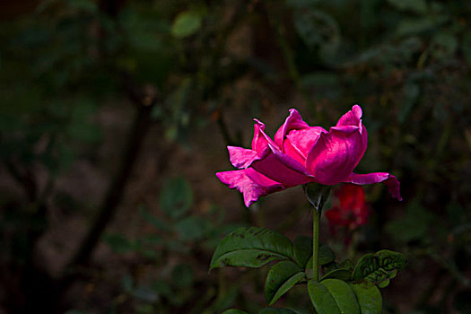 月季花,美丽月季,美艳月季花