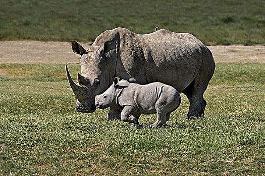 白犀牛,幼兽,纳库鲁,公园,肯尼亚