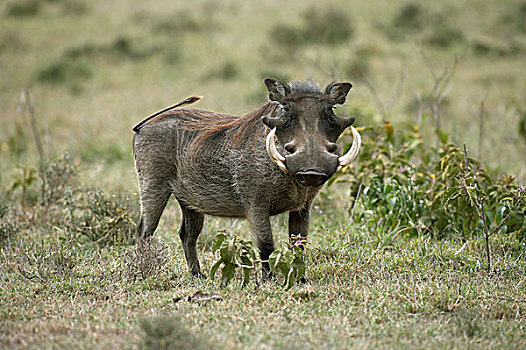 疣猪,成年,大草原,马赛马拉,公园,肯尼亚