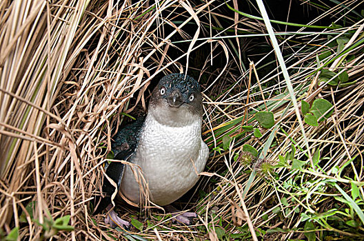 小蓝企鹅,塔斯马尼亚,澳大利亚