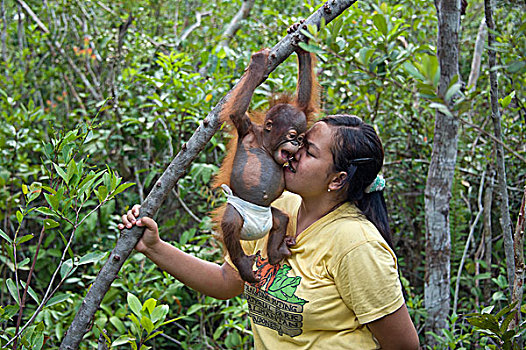 猩猩,黑猩猩,玩,树上,树林,探索,训练,关心,中心,婆罗洲,印度尼西亚